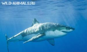 Сколько кг рыбы может съесть белая акула